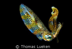 found in Lembeh; D200 by Thomas Lueken 